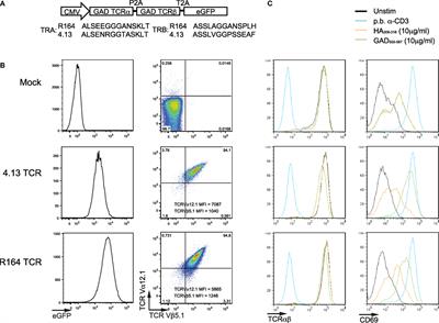 Avidity and Bystander Suppressive Capacity of Human Regulatory T Cells Expressing De Novo Autoreactive T-Cell Receptors in Type 1 Diabetes